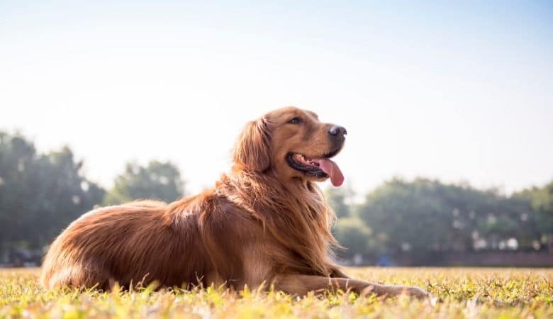 2 foot tall golden retriever