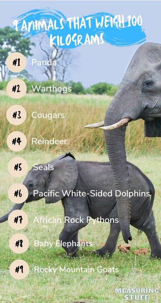 Animals That Weigh 100 Kilograms