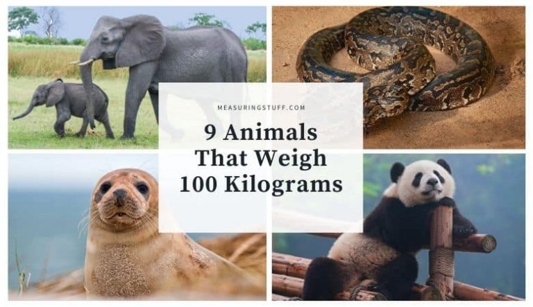 9 Animals That Weigh 100 Kilograms