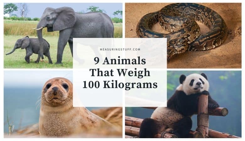 animals that weigh 100 kilograms
