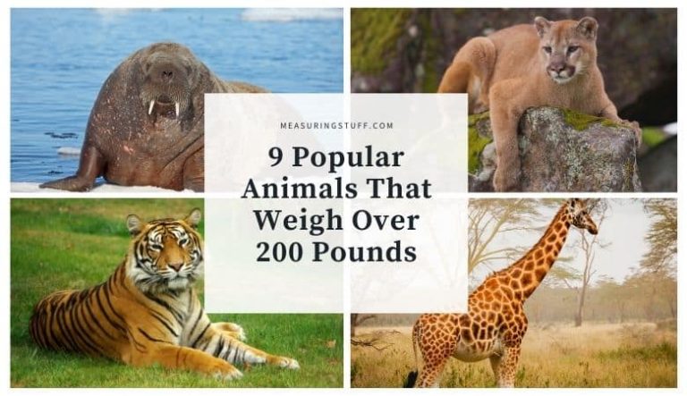 9 Popular Animals That Weigh Over 200 Pounds