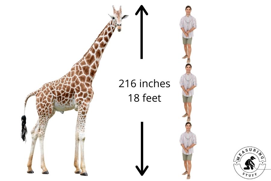 3 humans equal height of giraffe