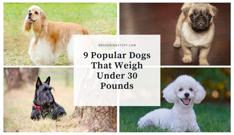 9 Popular Dogs That Weigh Under 30 Pounds