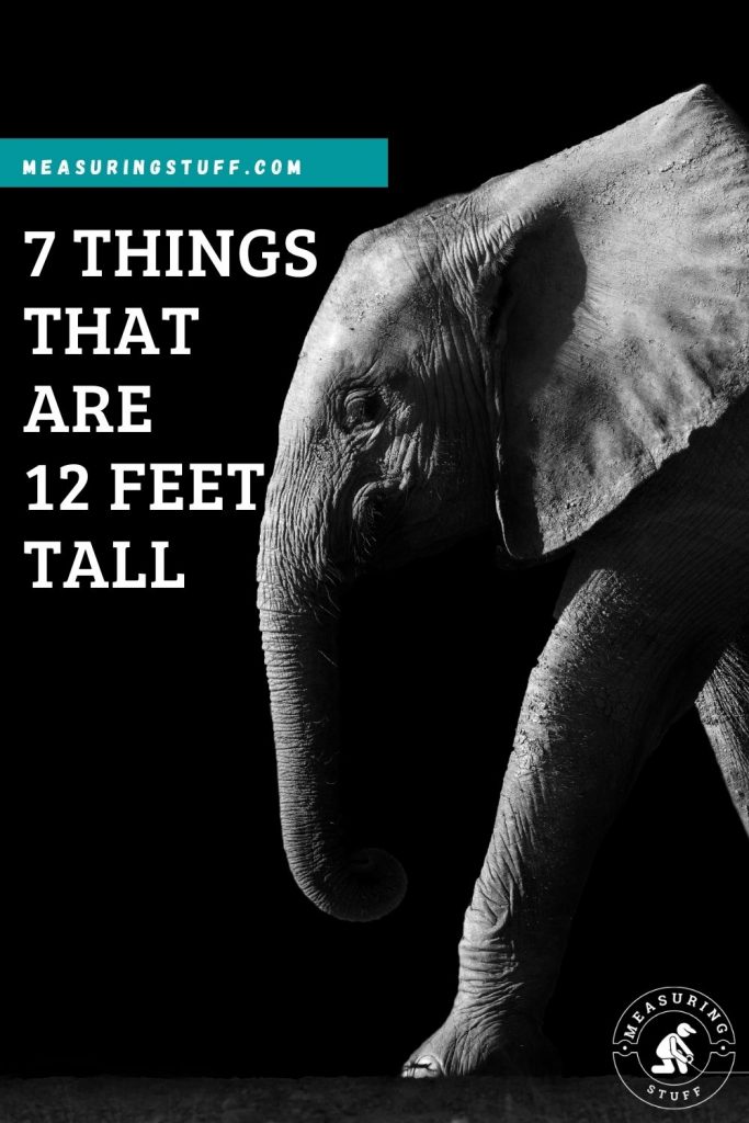 7 Things That Are 12 Feet Tall 