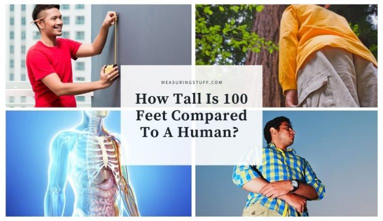 How Tall Is 100 Feet Compared To A Human?
