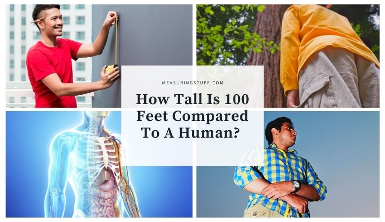 How Tall Is 100 Feet Compared To A Human?