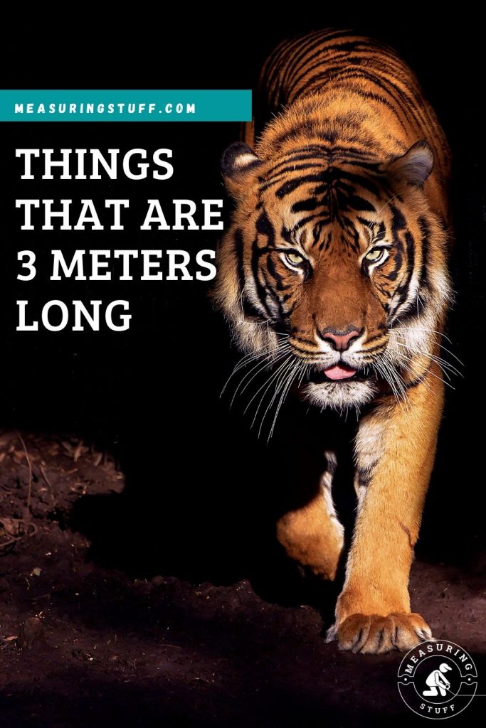 Things That Are 3 Meters Long 