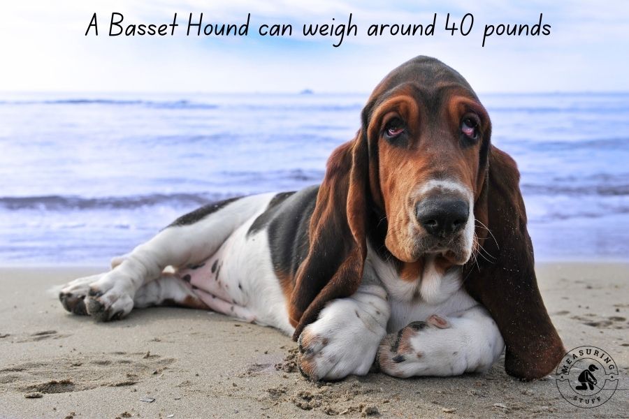 List Of Things That Weigh 40 Pounds