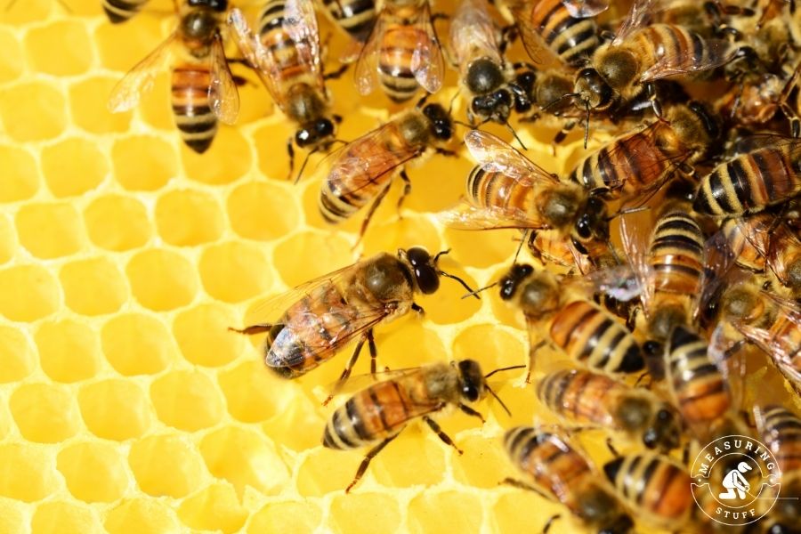 honeycomb image with bees