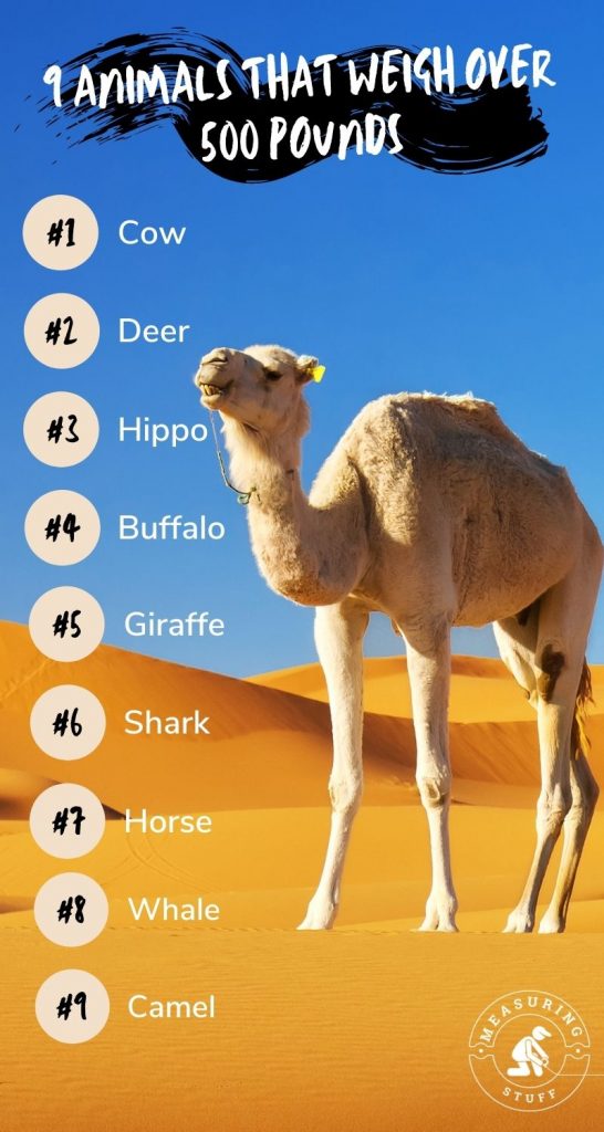 9 Animals That Weigh Over 500 Pounds