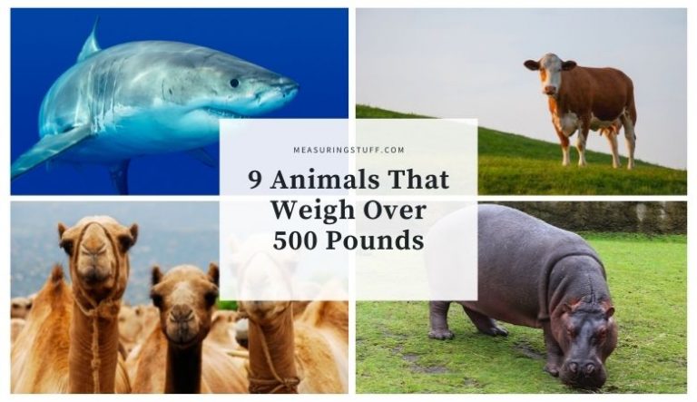 9 Animals That Weigh Over 500 Pounds