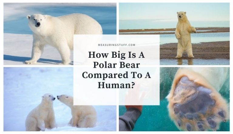 How Big Is A Polar Bear Compared To A Human?