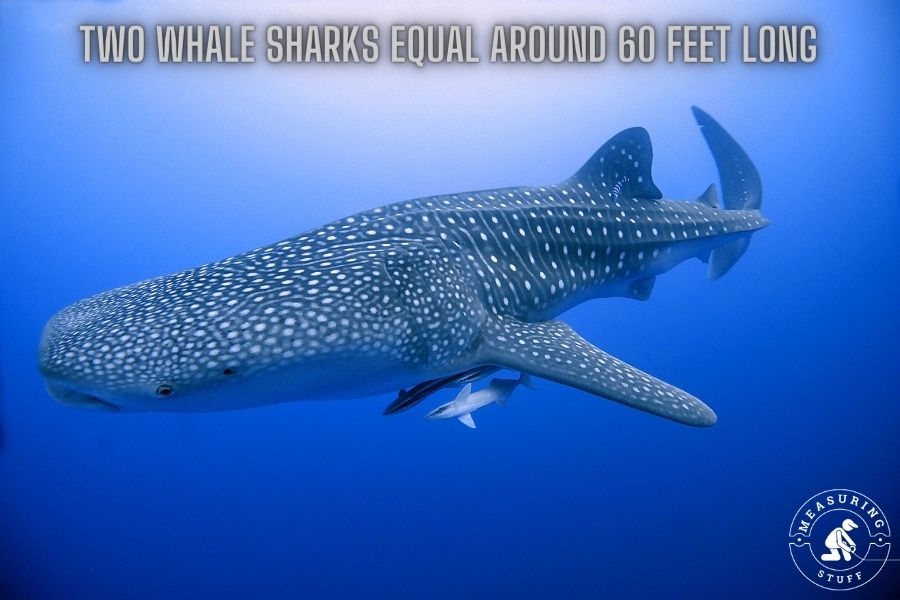 2 whale sharks equal 60 feet long