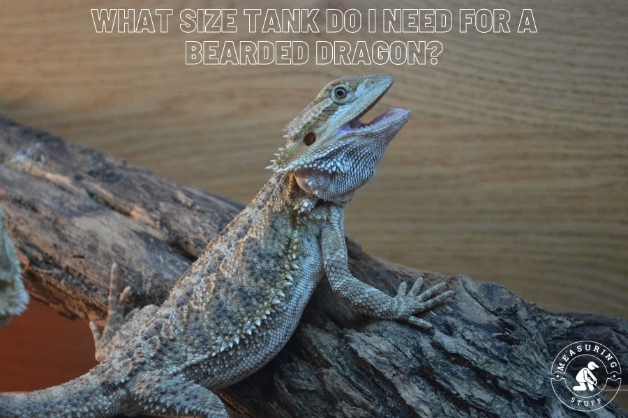 What Size Tank Do I Need For A Bearded Dragon?