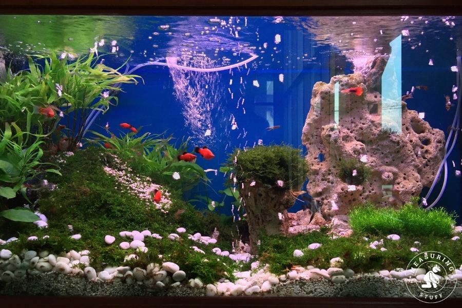 aquarium with small red fish and plants
