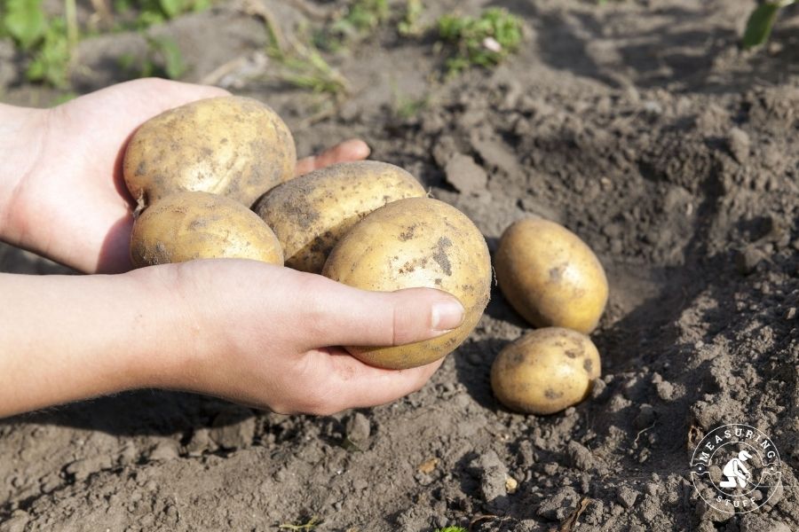 6 medium yellow potatoes