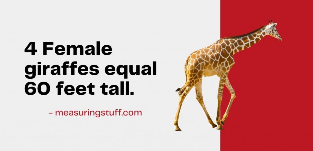 4 female giraffes equal 60 feet