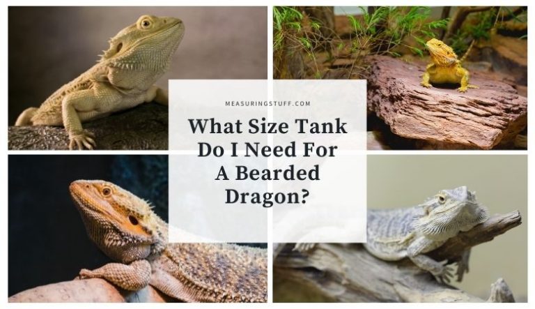 What Size Tank Do I Need For A Bearded Dragon?