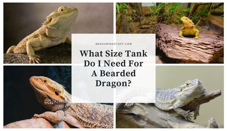 What Size Tank Do I Need For A Bearded Dragon?