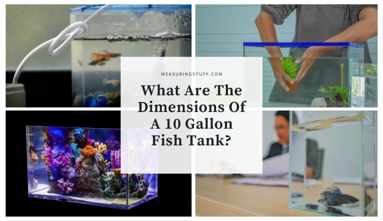 What Are The Dimensions Of A 10 Gallon Fish Tank? Decorative image
