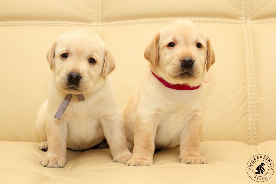 2 labrador puppies sitting on couch