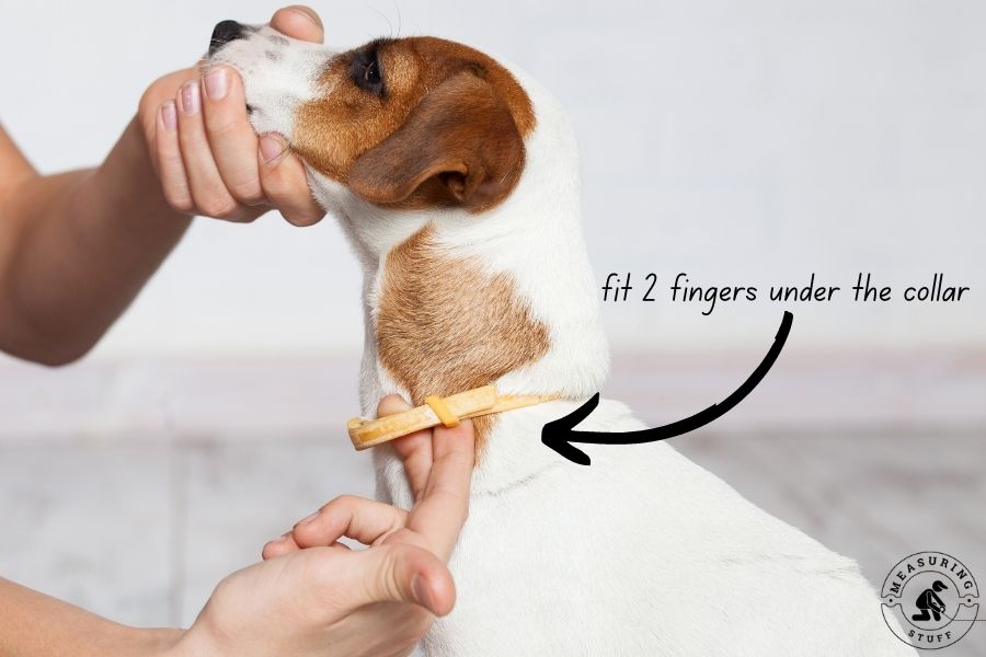 puppy with 2 fingers under the collar