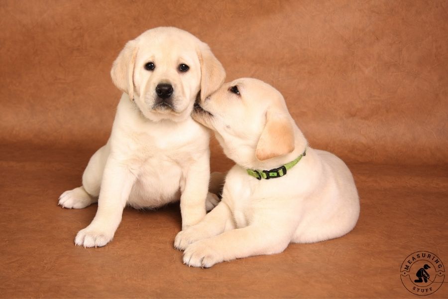 2 labrador puppies