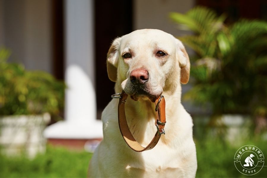 adult labrador puppy with collar in mouth
