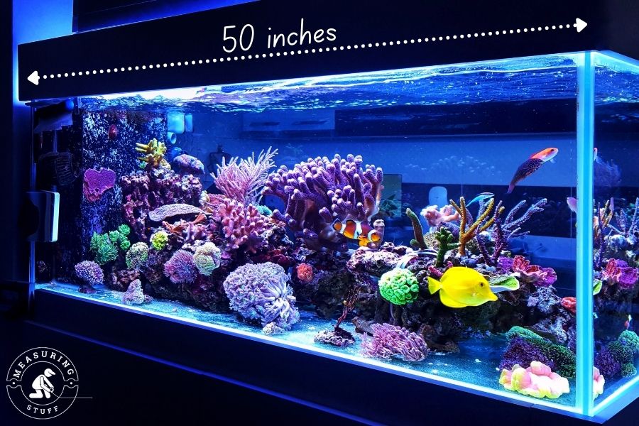 saltwater aquarium