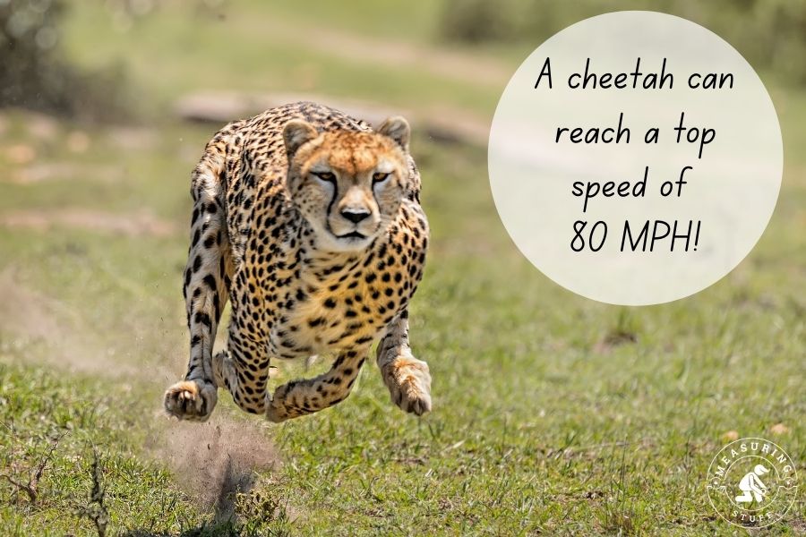 sprinting cheetah