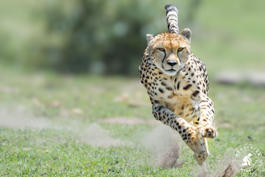 sprinting cheetah on grass
