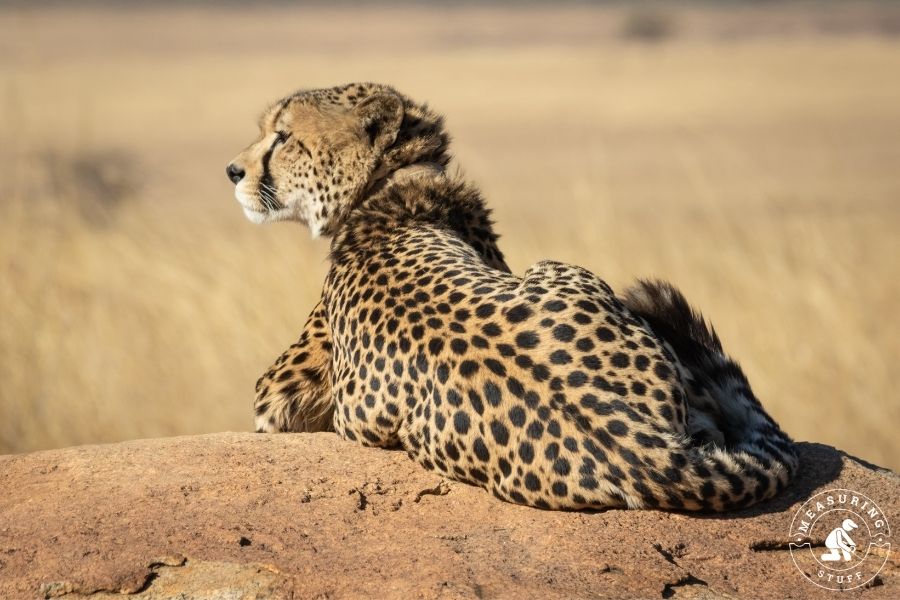 cheetah laying on rock