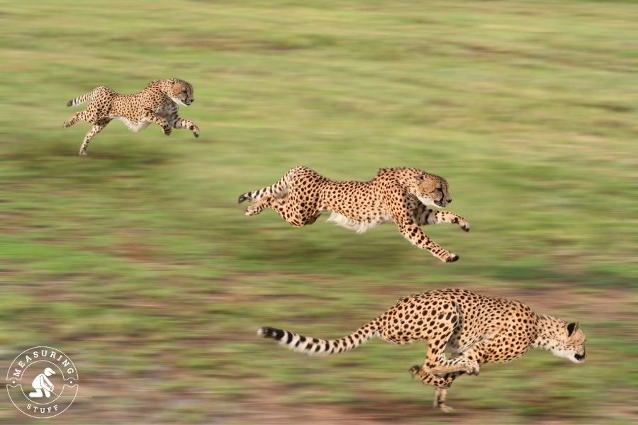 3 running cheetahs