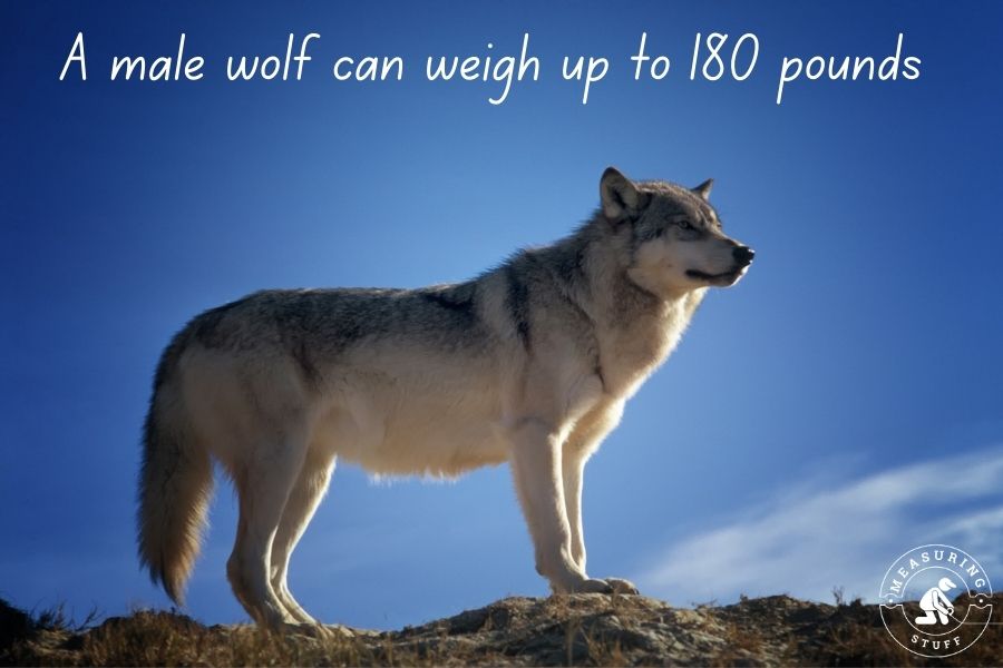 wolf standing on a mountain top