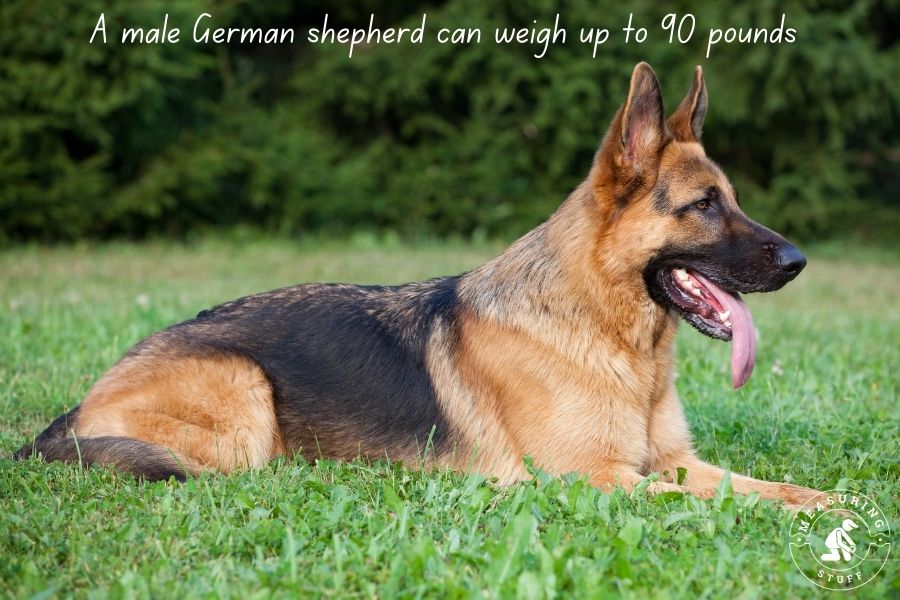German shepherd laying in grass