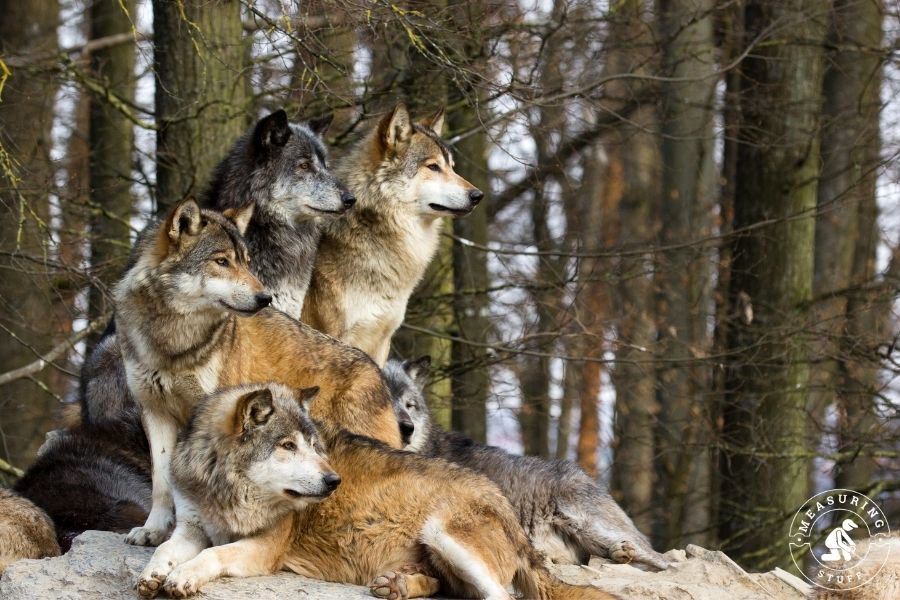 pack of wolves in forest