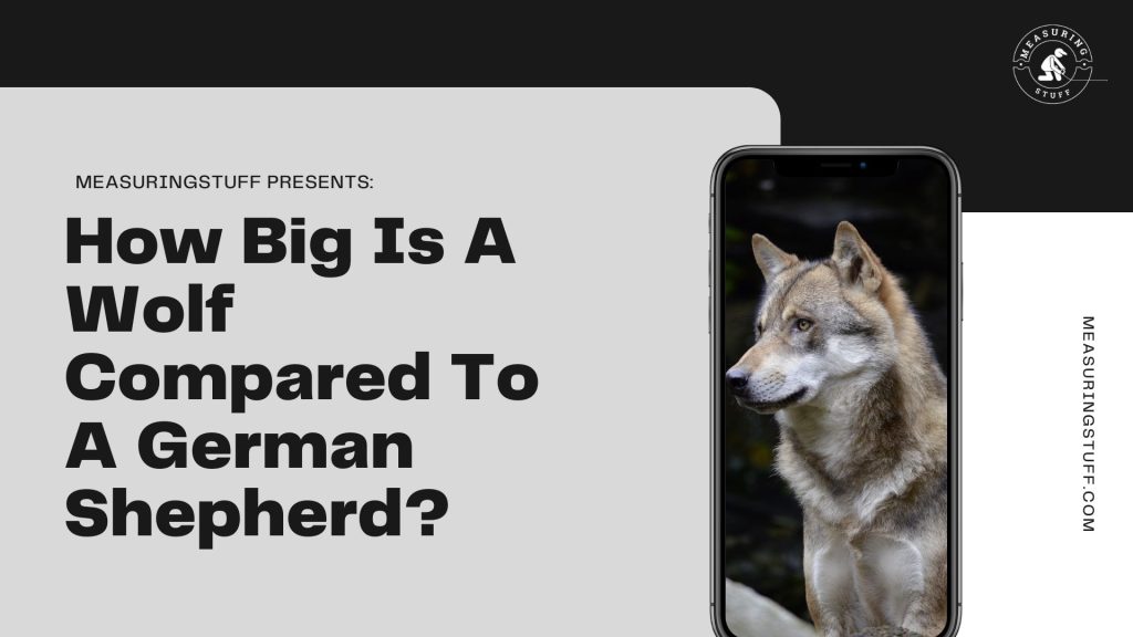 How Big Is A Wolf Compared To A German Shepherd? white and grey wolf image