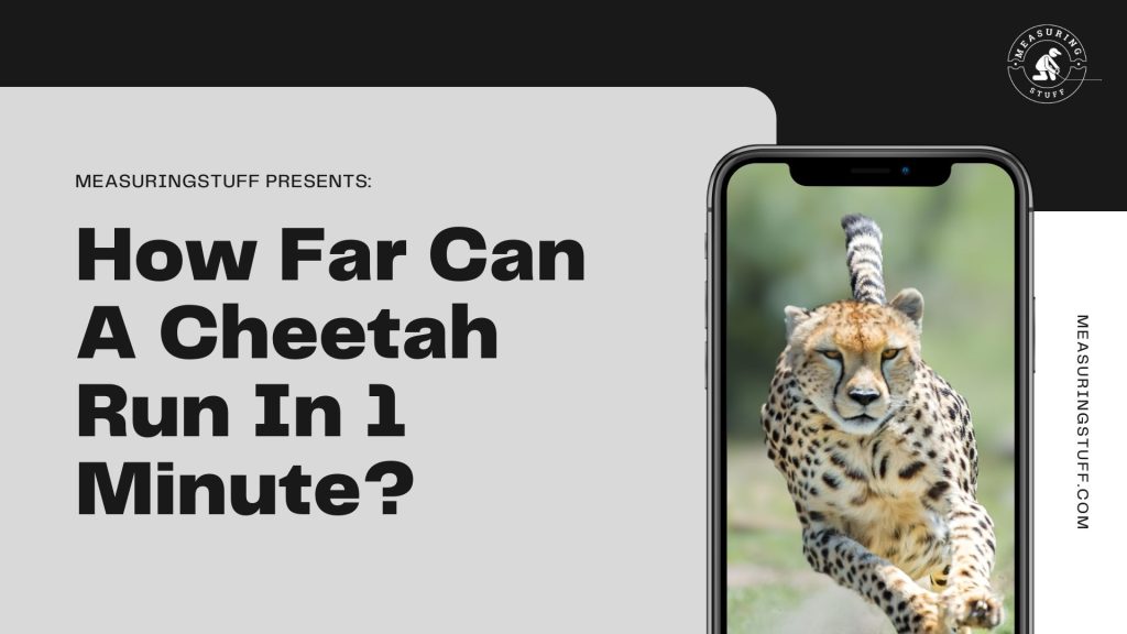 How Far Can A Cheetah Run In 1 Minute? decorative image