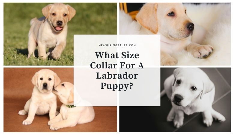 labrador puppy images