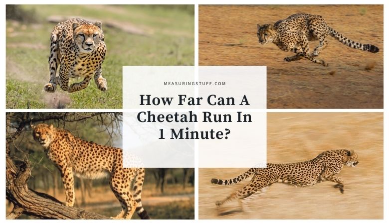 running cheetahs
