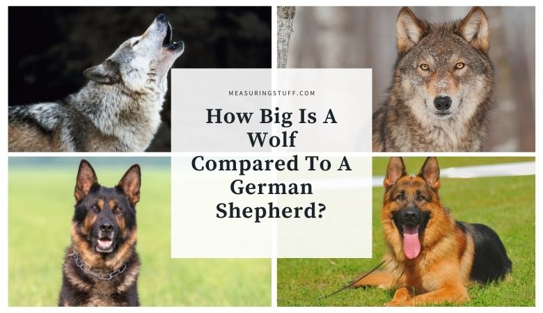 How Big Is A Wolf Compared To A German Shepherd? decorative image