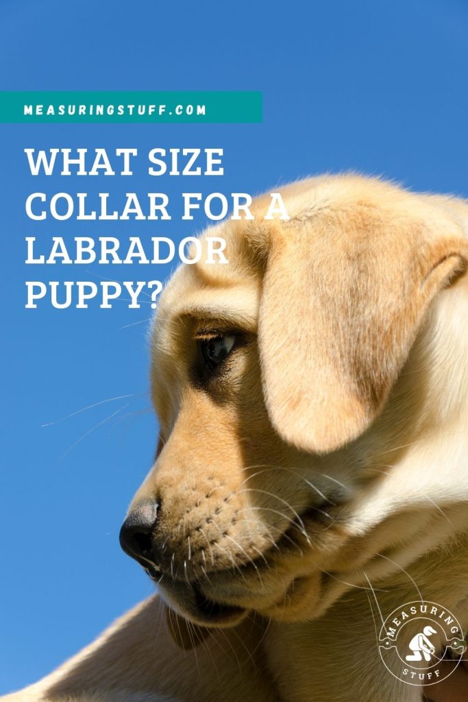 labrador puppy pinterest pin image