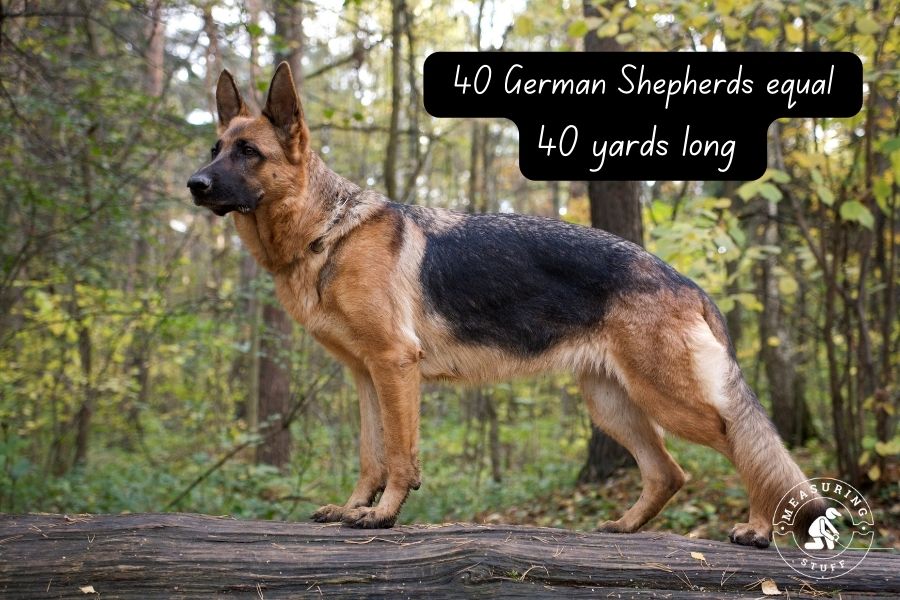 german shepherd in woods