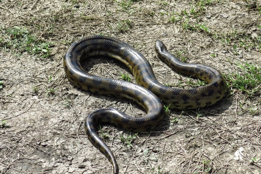 green anaconda snake