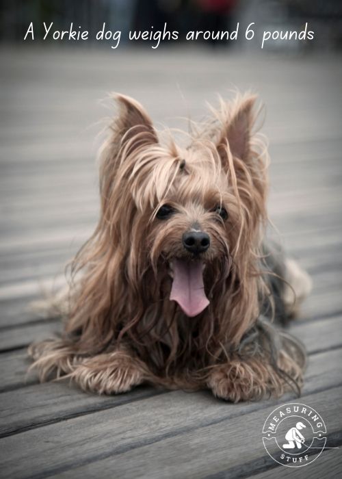 yorkie dog