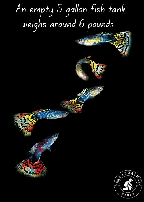 multi colored guppy fish