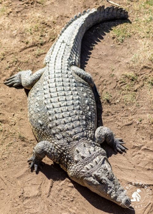 aligator on sand