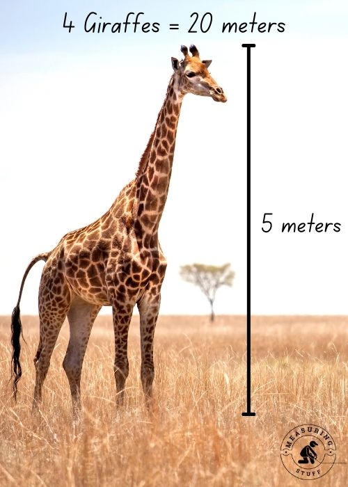 Male giraffe