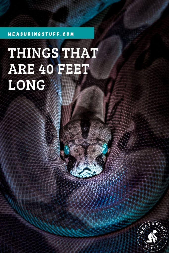 large snake with green eyes