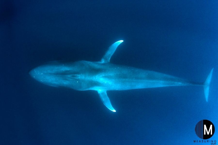 blue whale